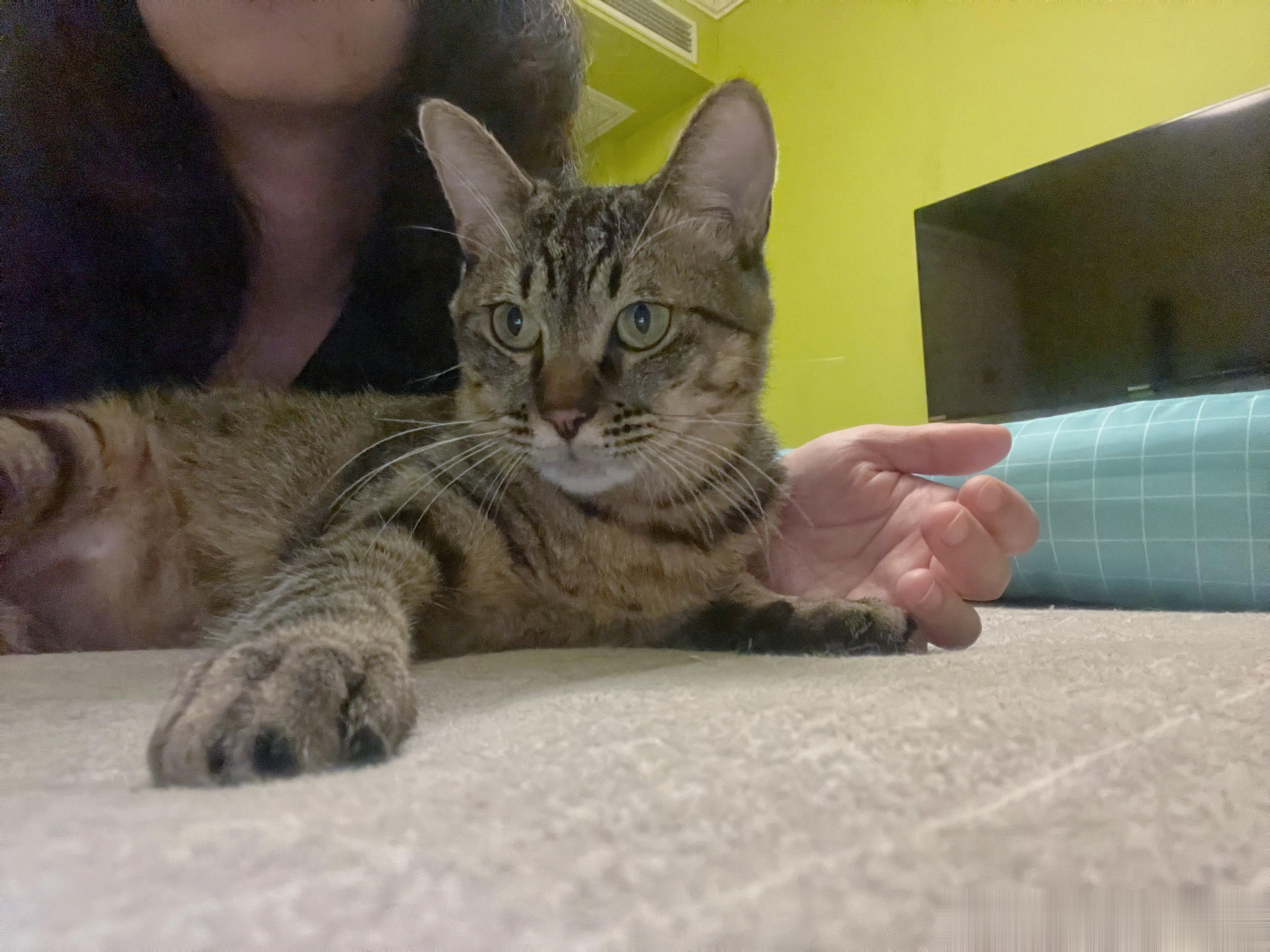 早早早！葵葵这猫才一岁呀，怎么面老成这样了…… ​​​