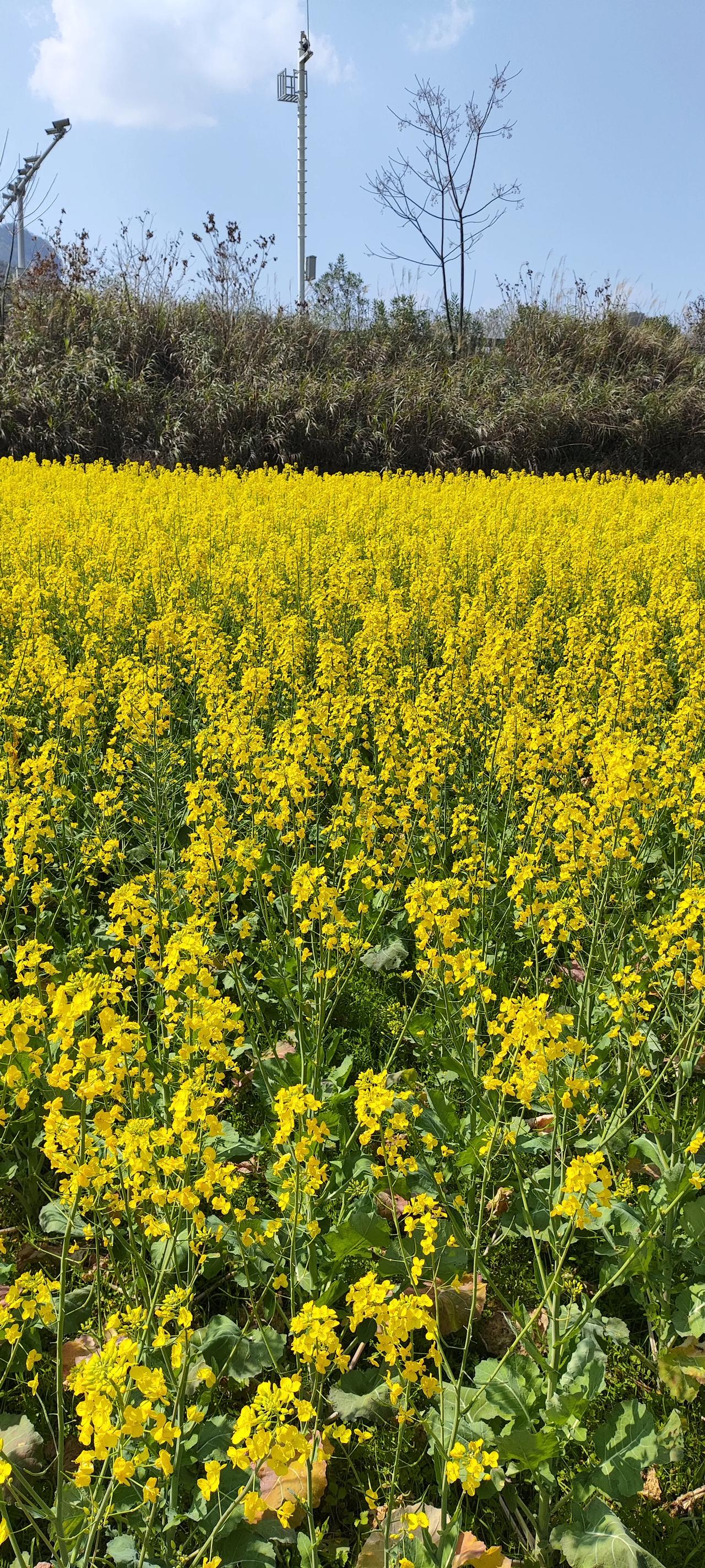 #如何在逆境中保持积极乐观的态度?#如何在逆境中保持积极乐观的态度？在人生的道路