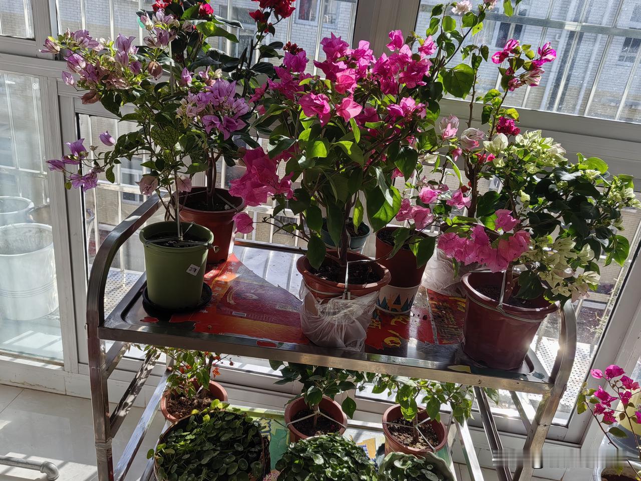 我家的活动花架。
白天推出去晒太阳。