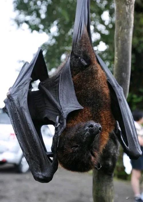 这就是果蝠，样子长的丑陋，还携带多种病毒。