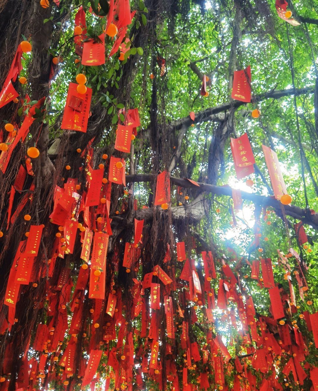 怪不得老祖宗这么喜欢许愿人越长大越明白，许愿不是求神明偏爱。是纷繁俗世里的情绪出