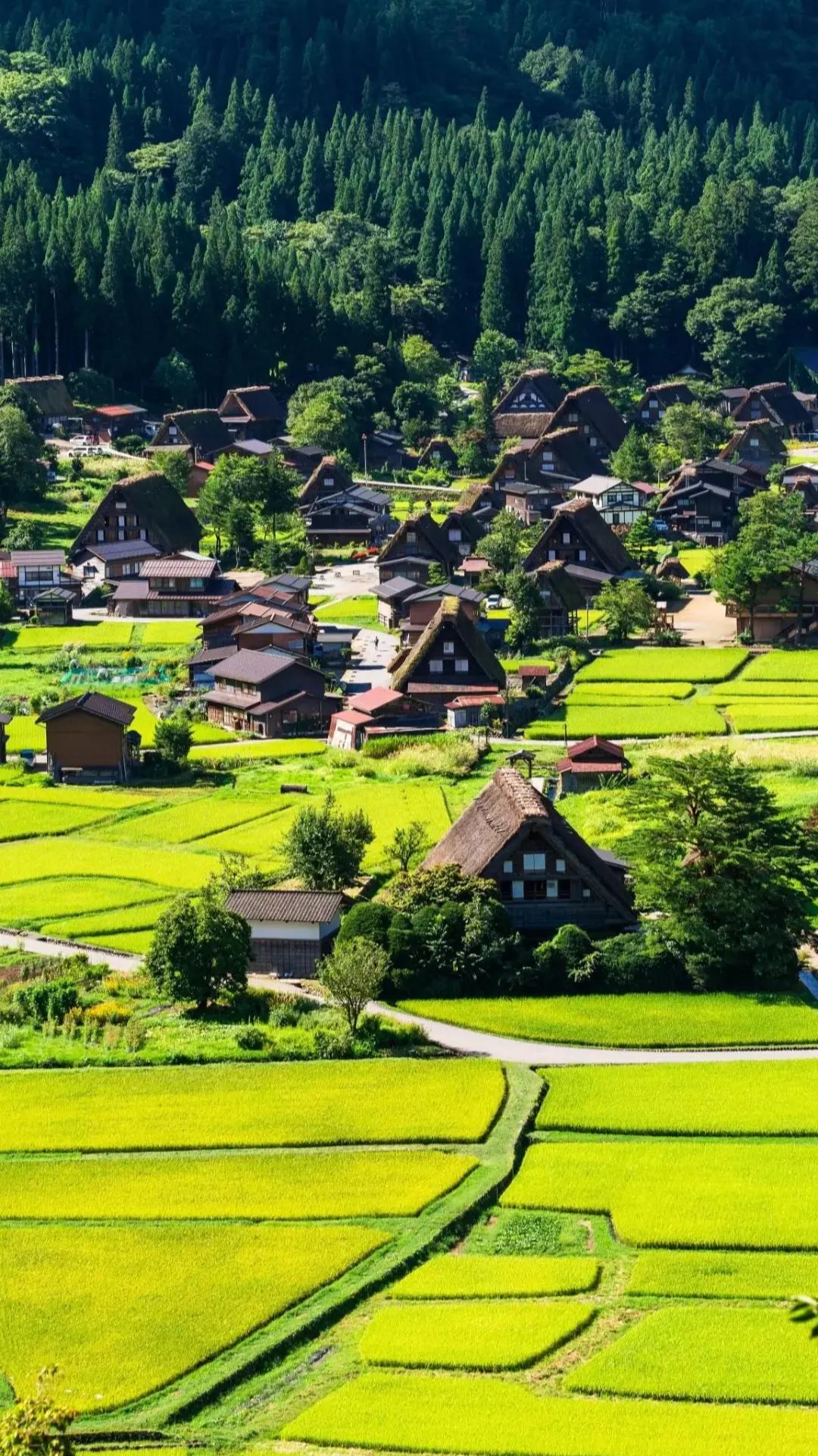 在冬天，很多人都会怀念春夏的生机勃勃。
深圳就不用怀念春天，这个季节最是清爽，还