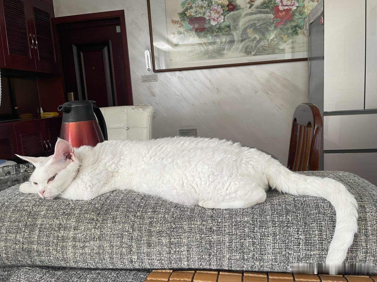 能晒一下你家猫咪慵懒的样子吗?
睡成一条猫了，这个样子还真是挺慵懒的呢。