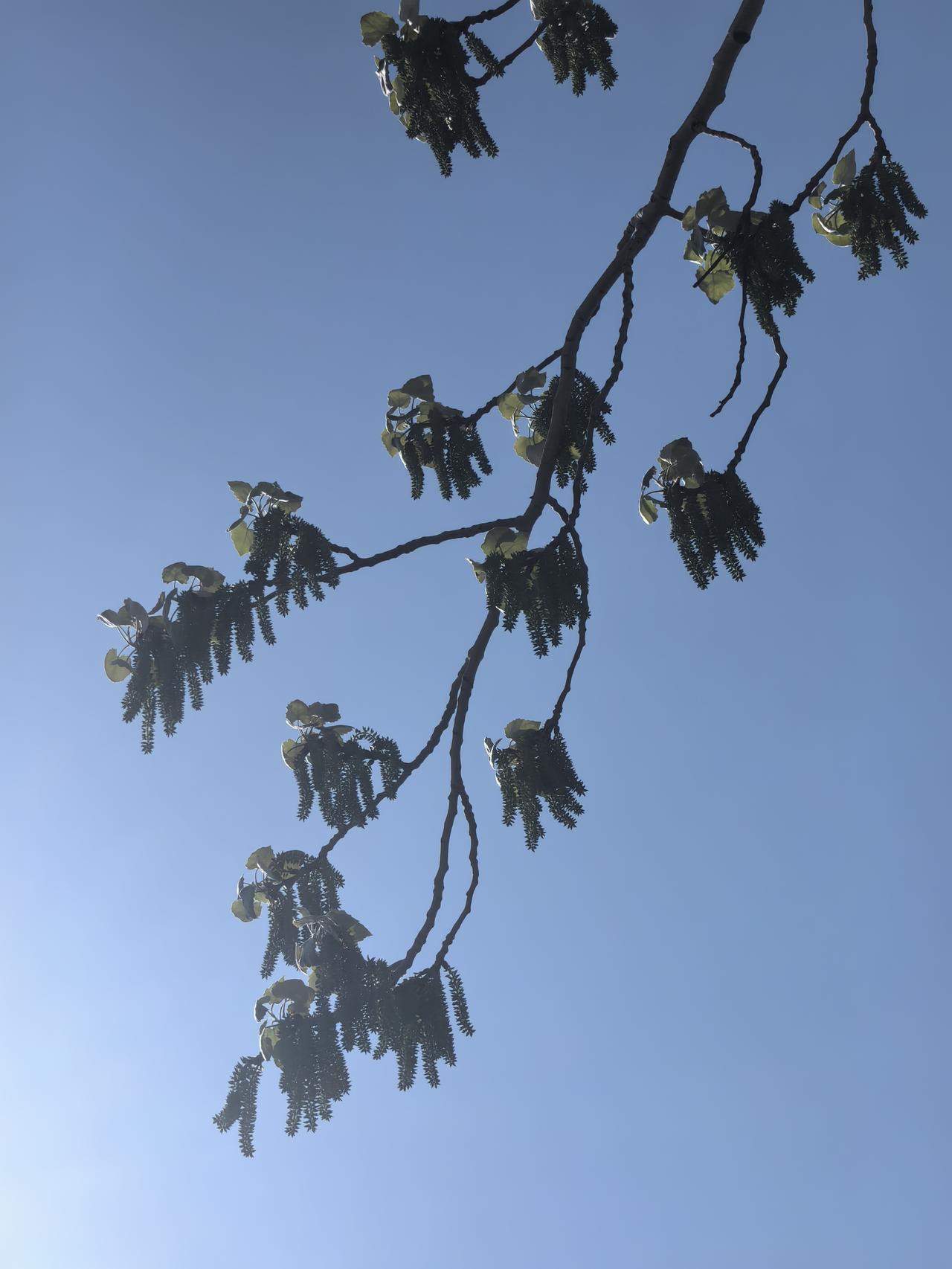 蓝天白云下的树枝，阳光洒落，生机勃勃。