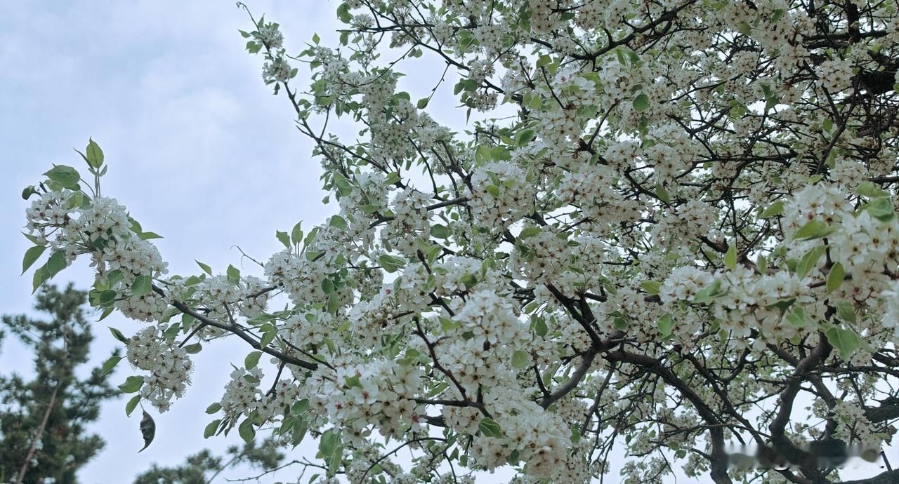 忽闻春风耳边来
又见梨花万朵开