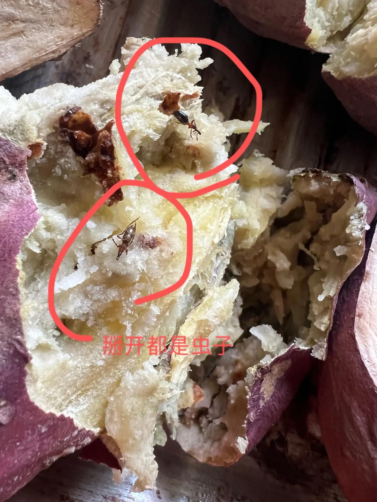 有虫眼海南桥头地瓜千万别买 这样的海南桥头地瓜你们见过吗，千万不要买这种，如果你