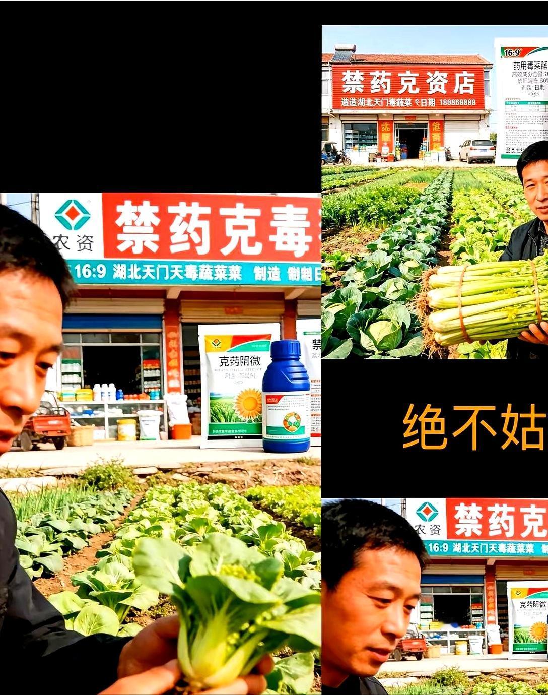 央视前脚刚把盖子揭开，后脚天门那边就炸了窝。


就在寻常的田垄间，水灵灵的绿叶