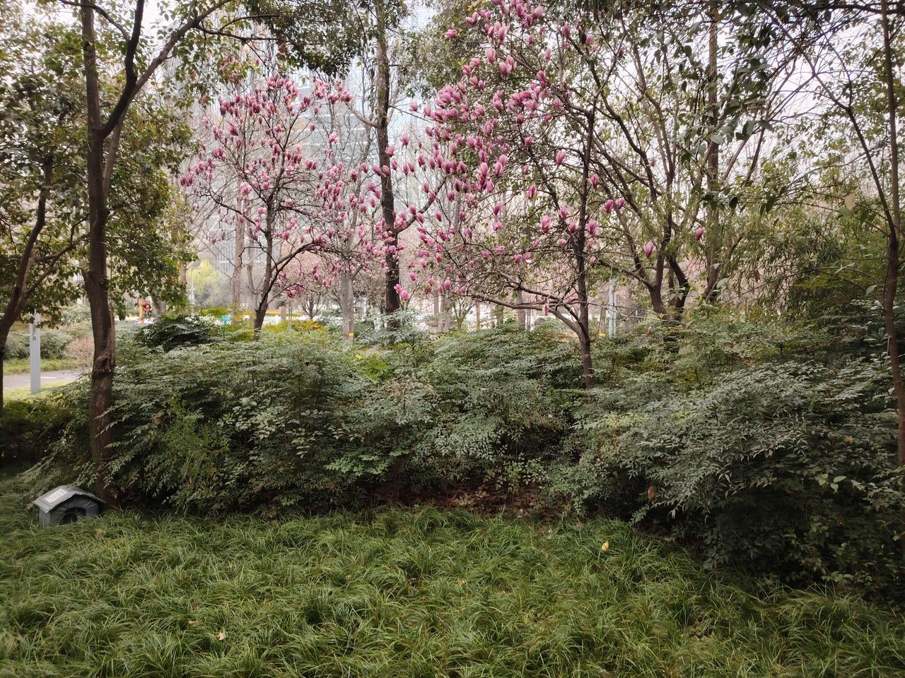 校长力挺满堂讲

校长登台把话讲，
力挺满堂灌法强。
知识点能系统讲，
认知框架