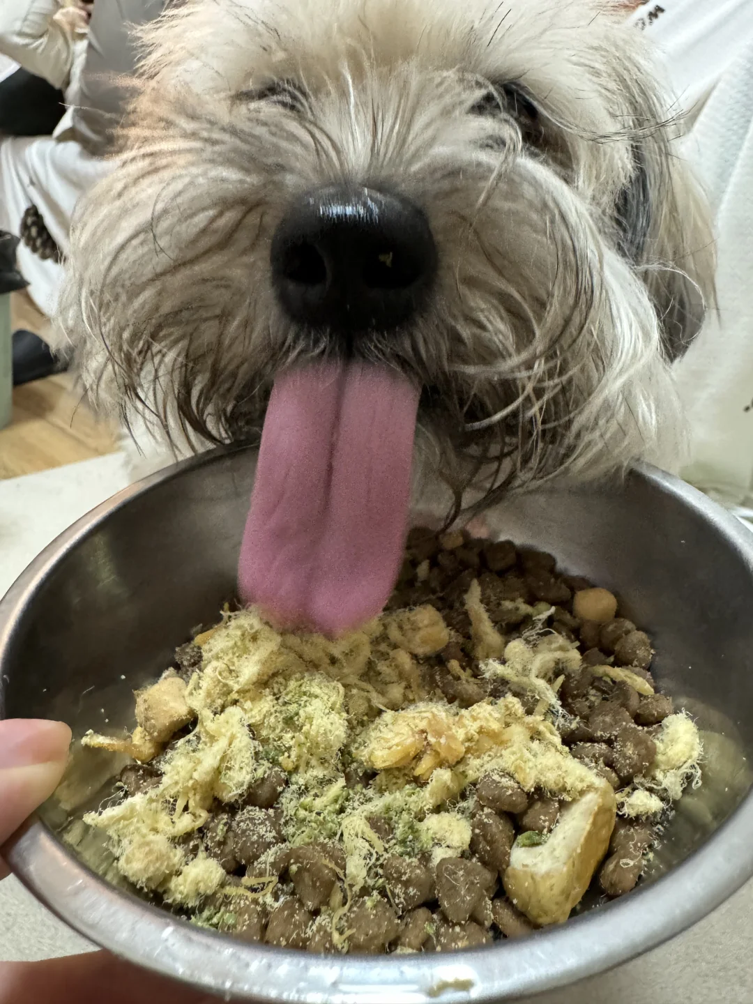 鸭肉松冻干饭把小狗香懵了~
