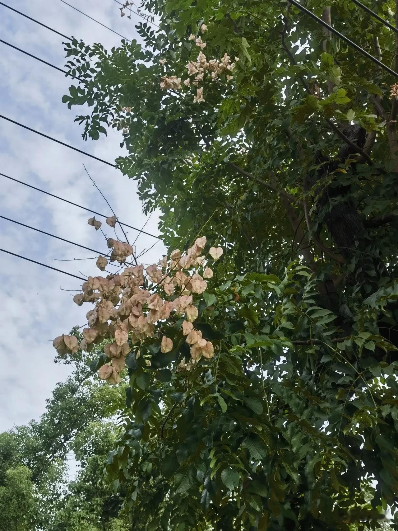 在繁华热闹的武汉，栾树结出了串串丰硕的果实，呈现出一片令人惊叹不已的绚烂景象。