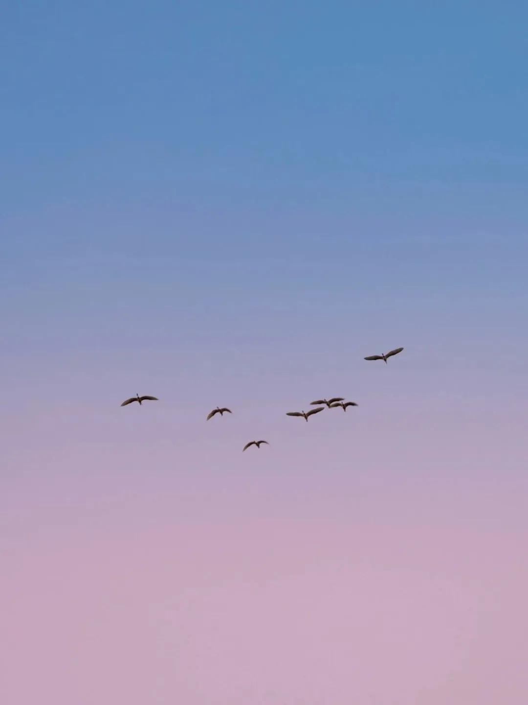 雁南飞，情依旧，满眼秋色，看不够。
难回首，多不舍，千言万语，黄花瘦。