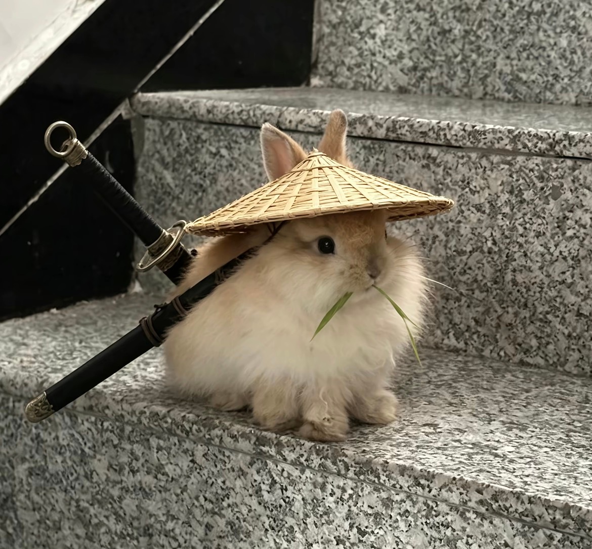 兔兔 