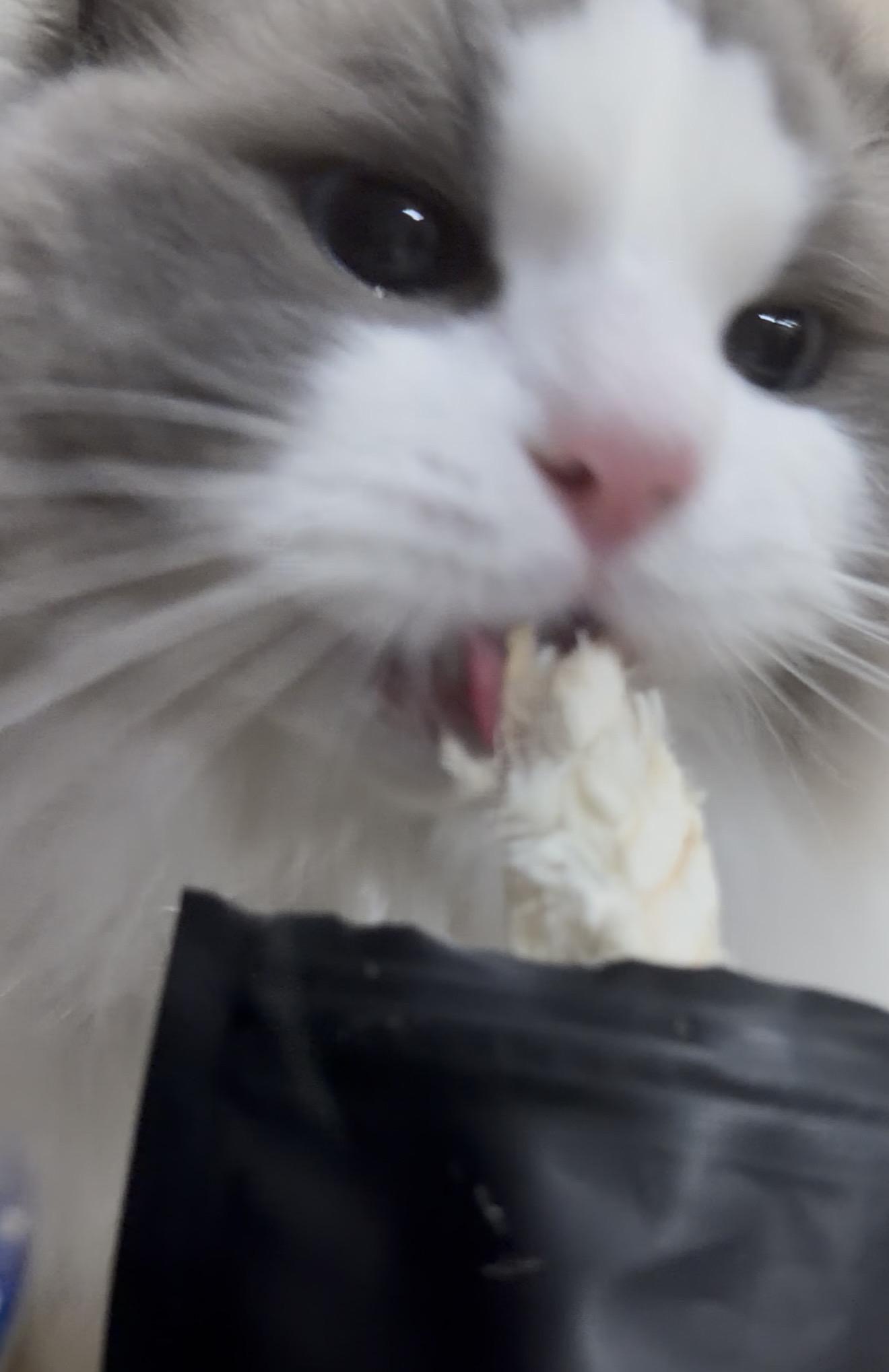 可爱的猫王