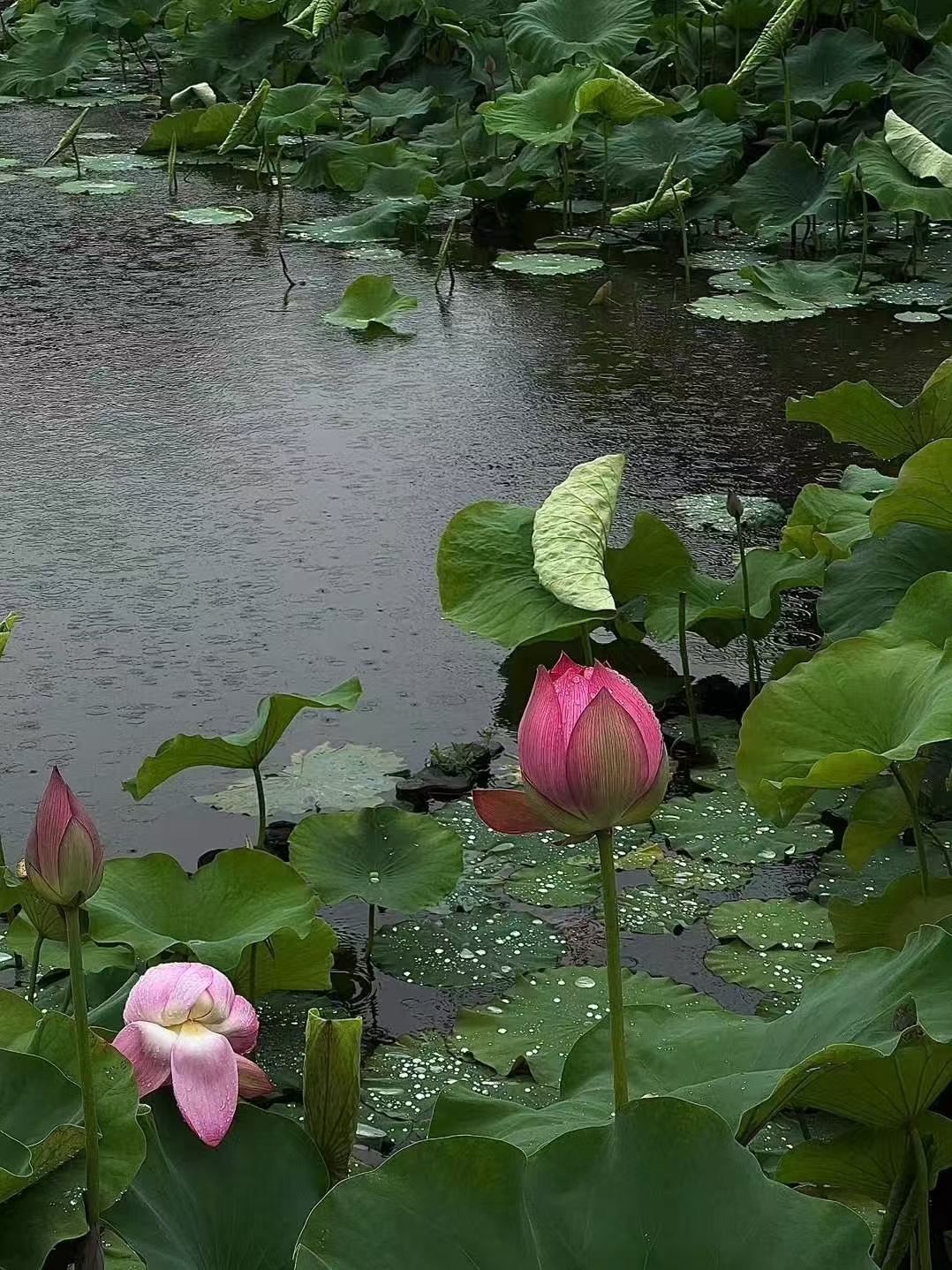 夏季雨天的限量版浪漫 