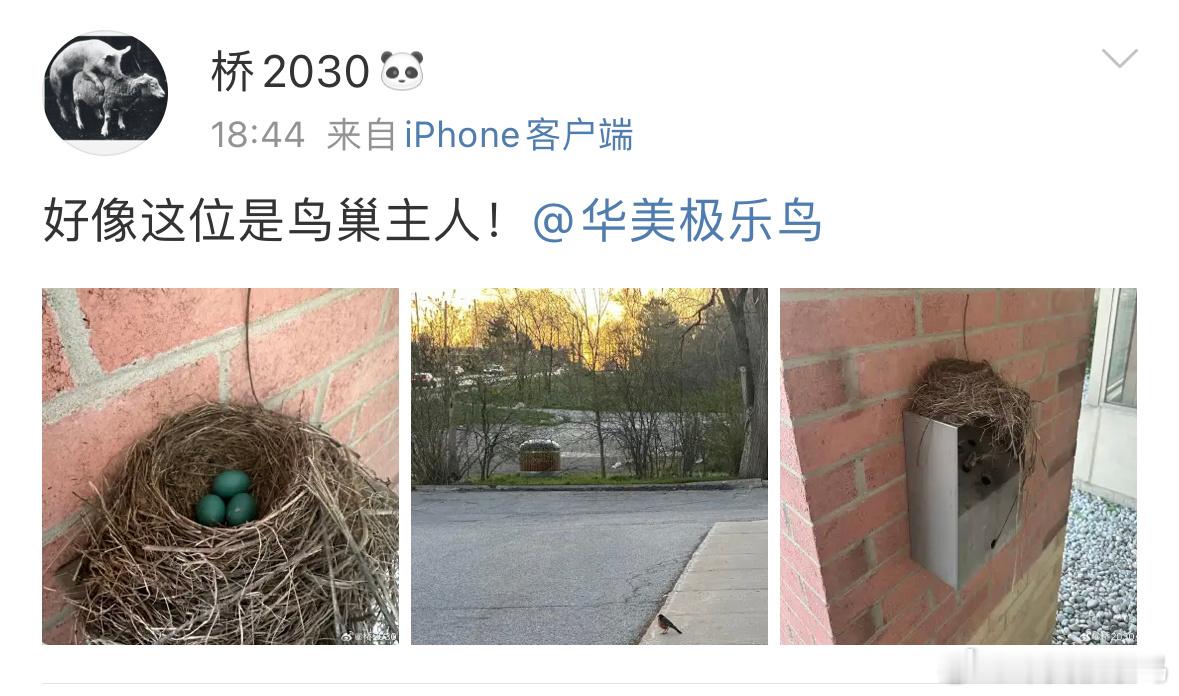 #鸟粉投稿# 坐标：北美鸟巢的主人是一只【旅鸫】蛋🥚是神奇的绿色！ ​​​