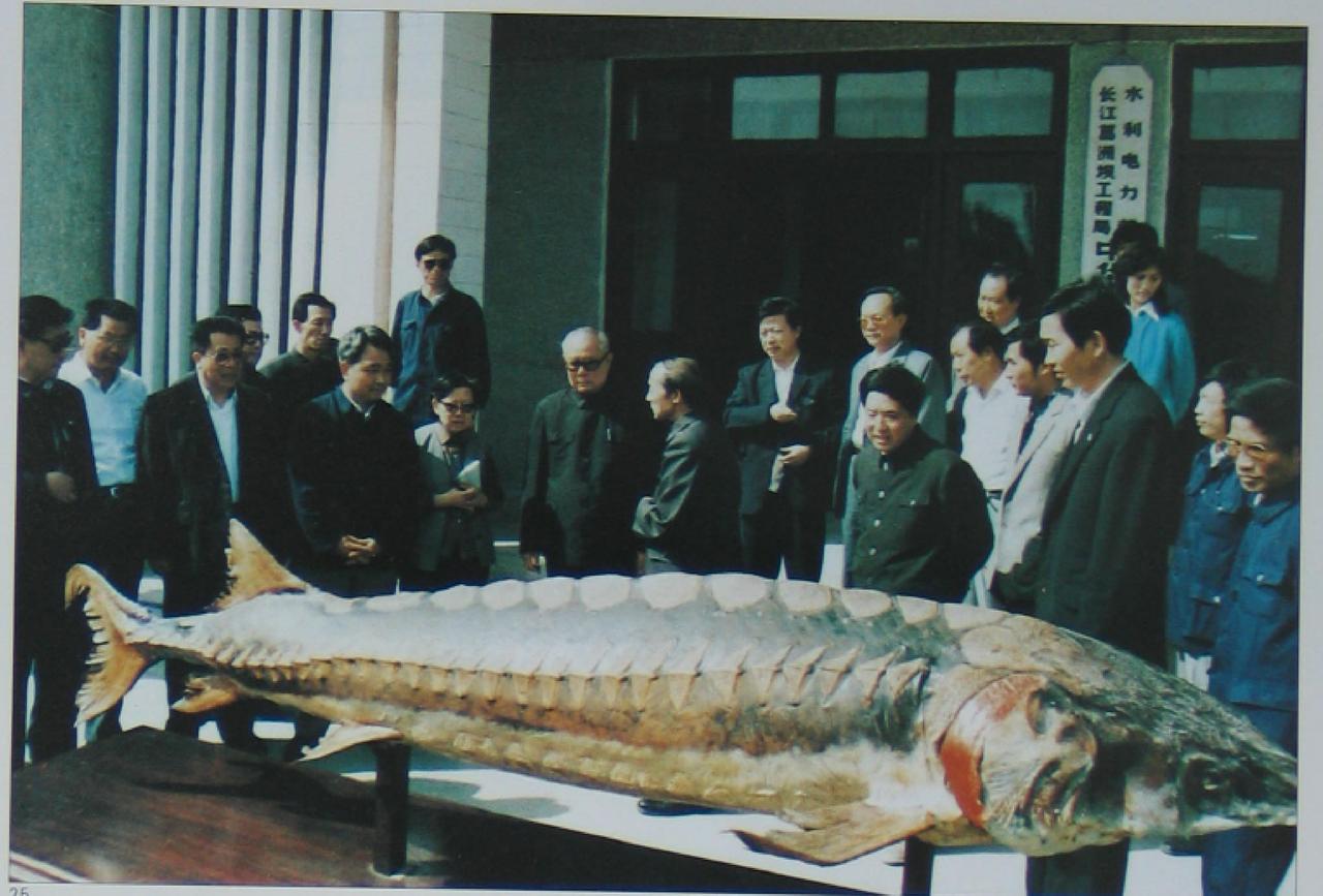 这张照片十分特别。大家聚在一起，兴致勃勃地看一条鱼。这是1988年4月，李先念同