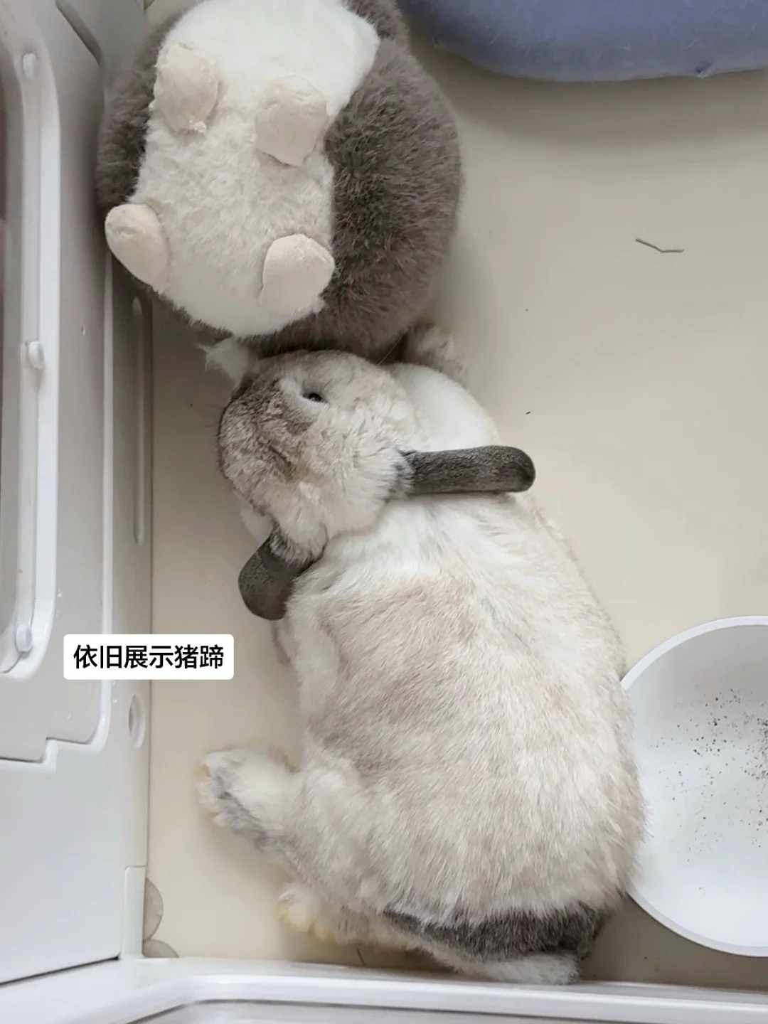 什么雷霆睡姿