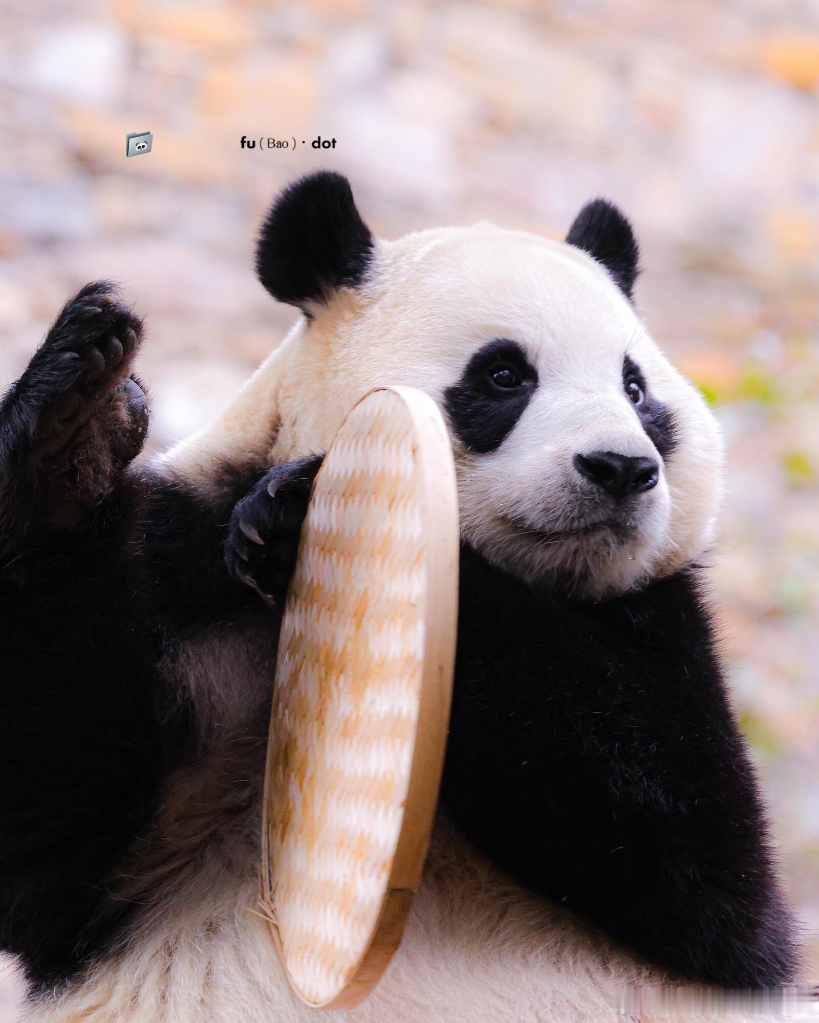 福宝好像在拍鼓 