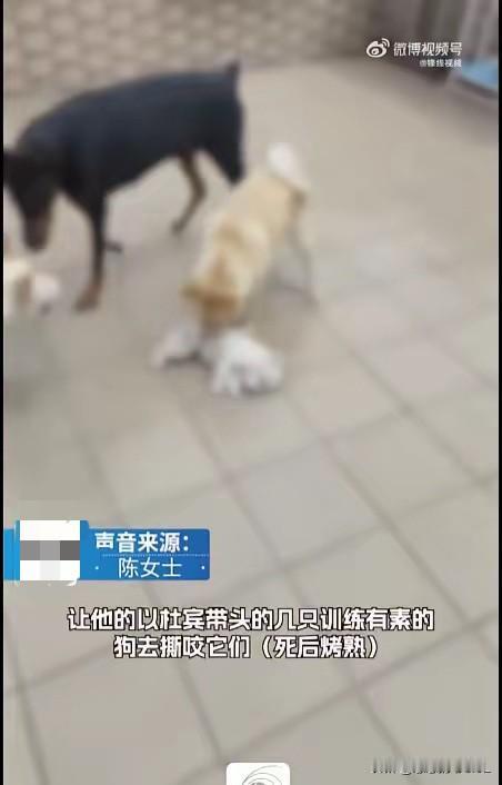 气到发抖！
东莞男子伪装爱狗人士，8年虐杀20多只领养小狗，恶魔终于落网！

看