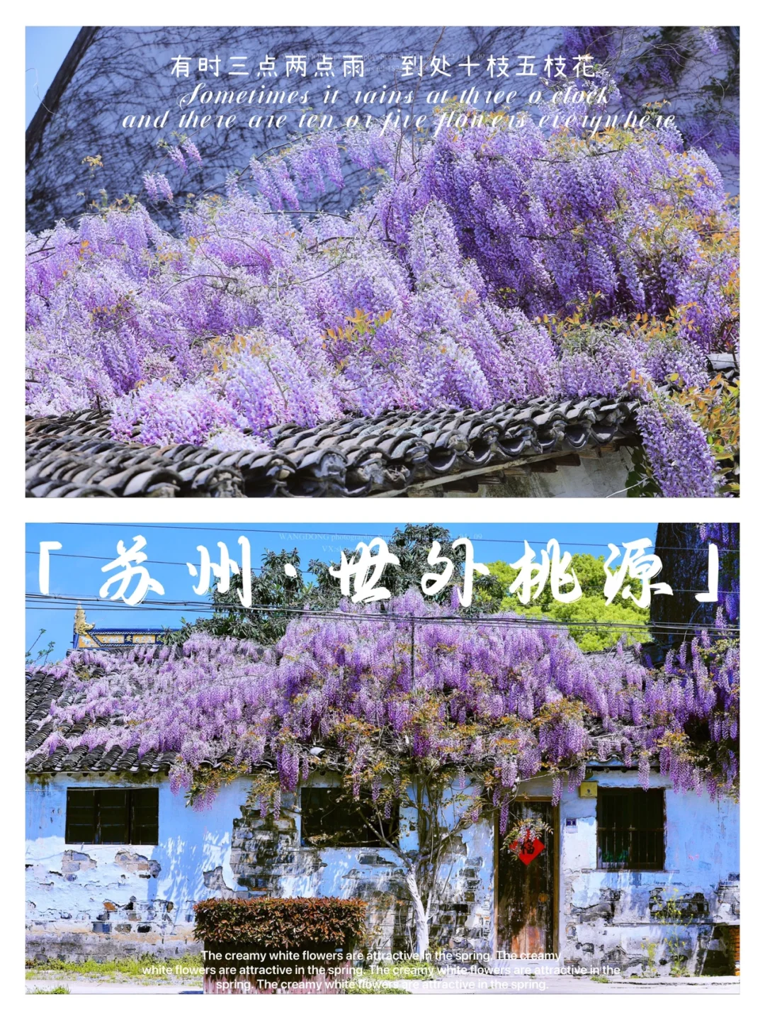 苏州太平老街｜紫藤和蔷薇在这里竞相绽放