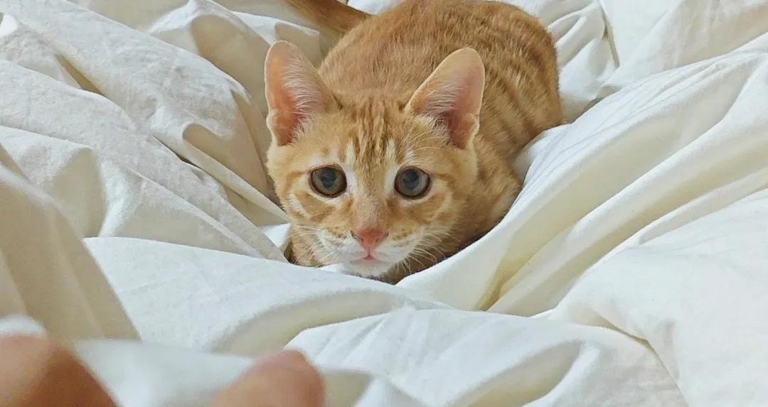 100元买来的小土猫，也叫田园猫，刚买的时候很小很瘦，养了两个月了，胖乎乎的了，