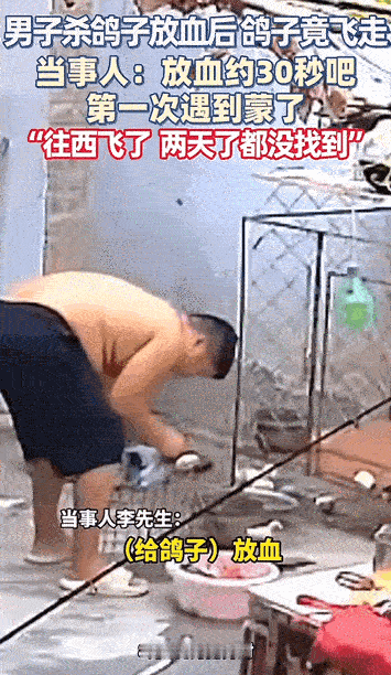 万物皆有灵性！河南开封，男子杀鸽子放血三四十秒后，鸽子竟然自己又飞走了。直接往西