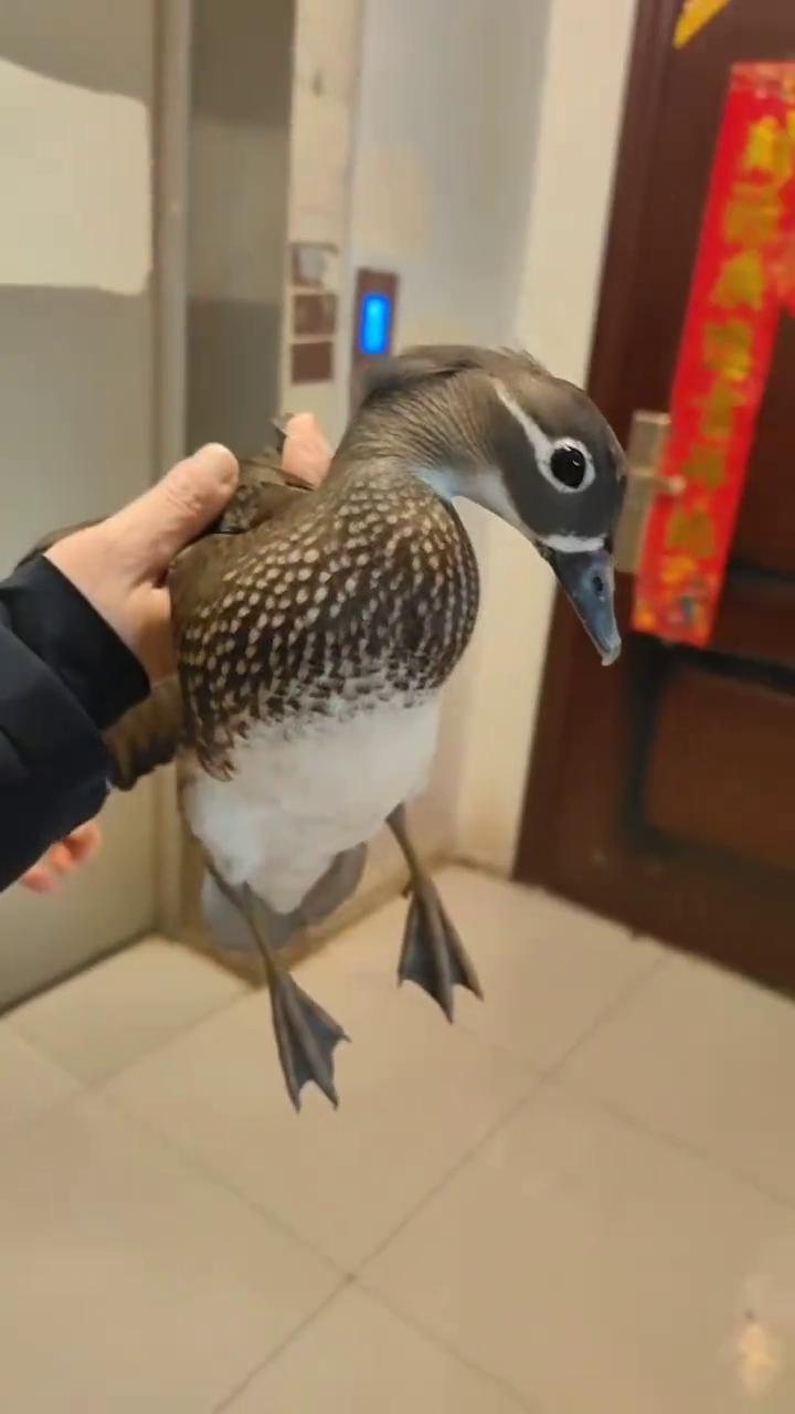 给你们看看，多漂亮，也不知道是野鸭子还是什么。你看这大宝，可大了，一会放它。