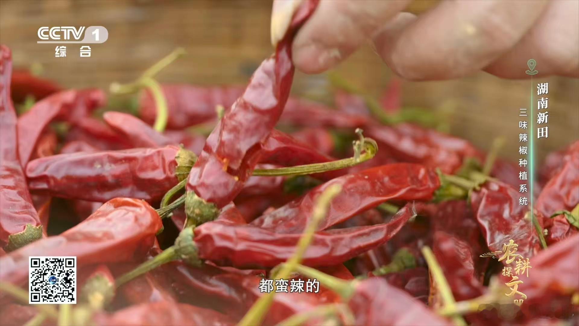 跟同好疯狂分享， 田垄盖稻草保温保湿，田螺给养分，种辣椒还得看湖南人～ 