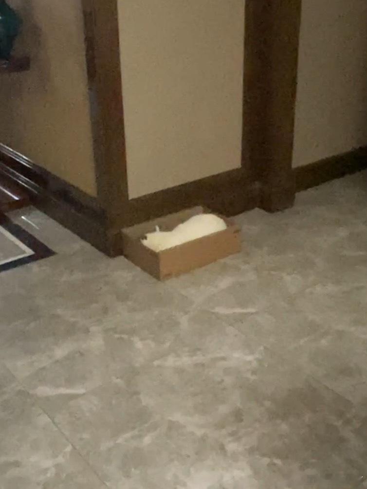 此乃何物 ​​​