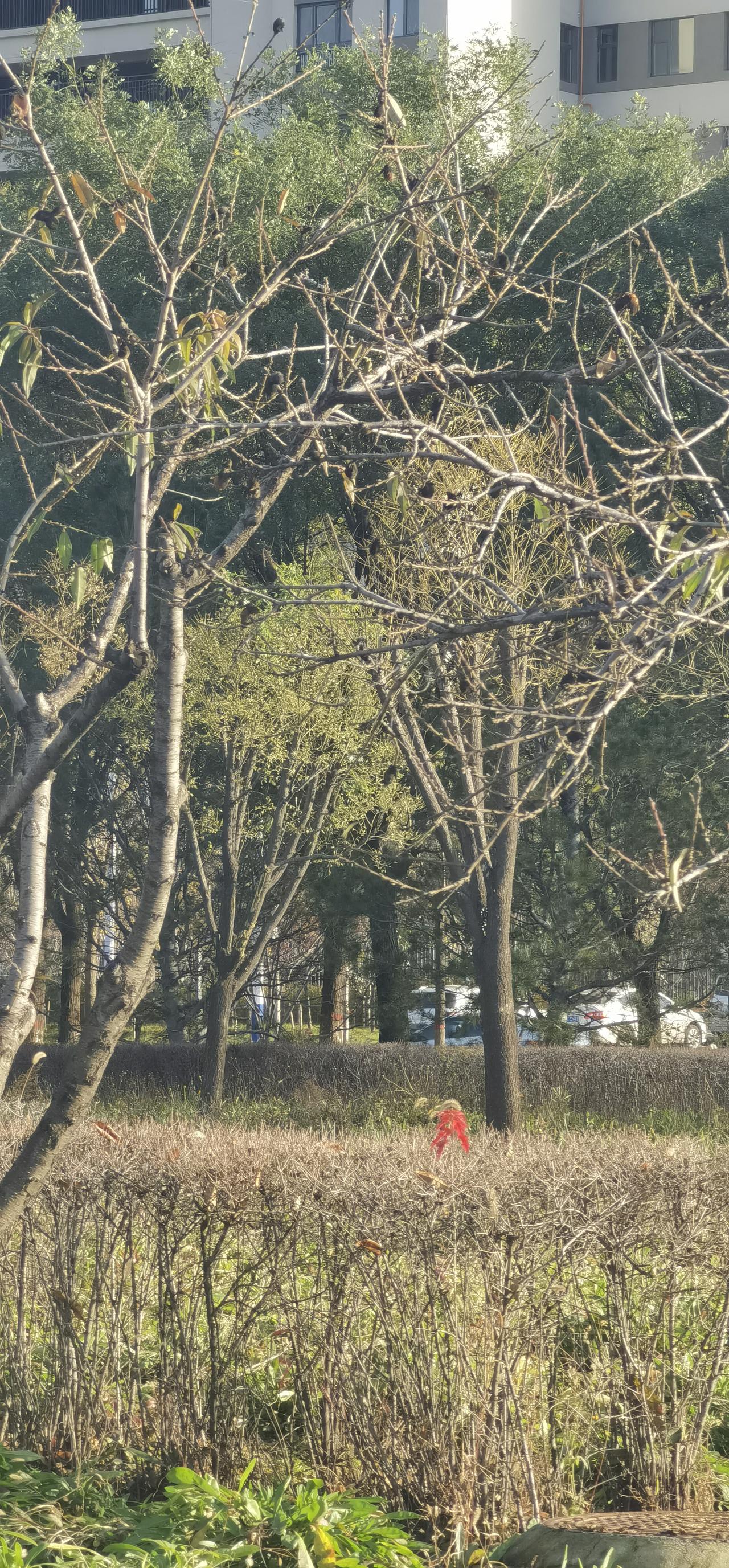 遛弯途中，路过一片灌木丛，叶落殆尽，唯有一支嫩枝秀于丛中，留着秋天的红火。
老子