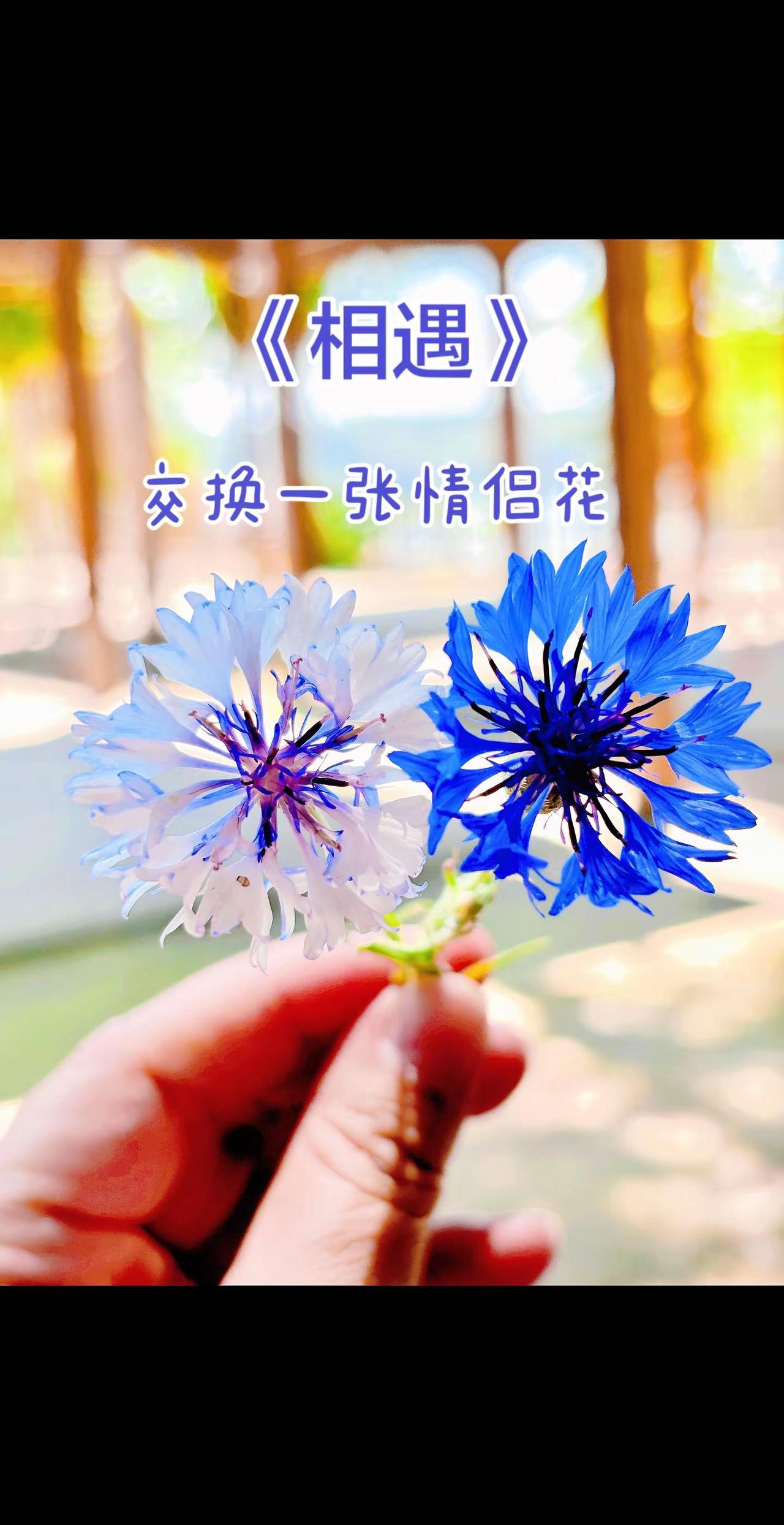 一半清浅，一半深蓝，眼底皆是彼此情侣花 治愈花 拍花也是一种享受 真实生活记录