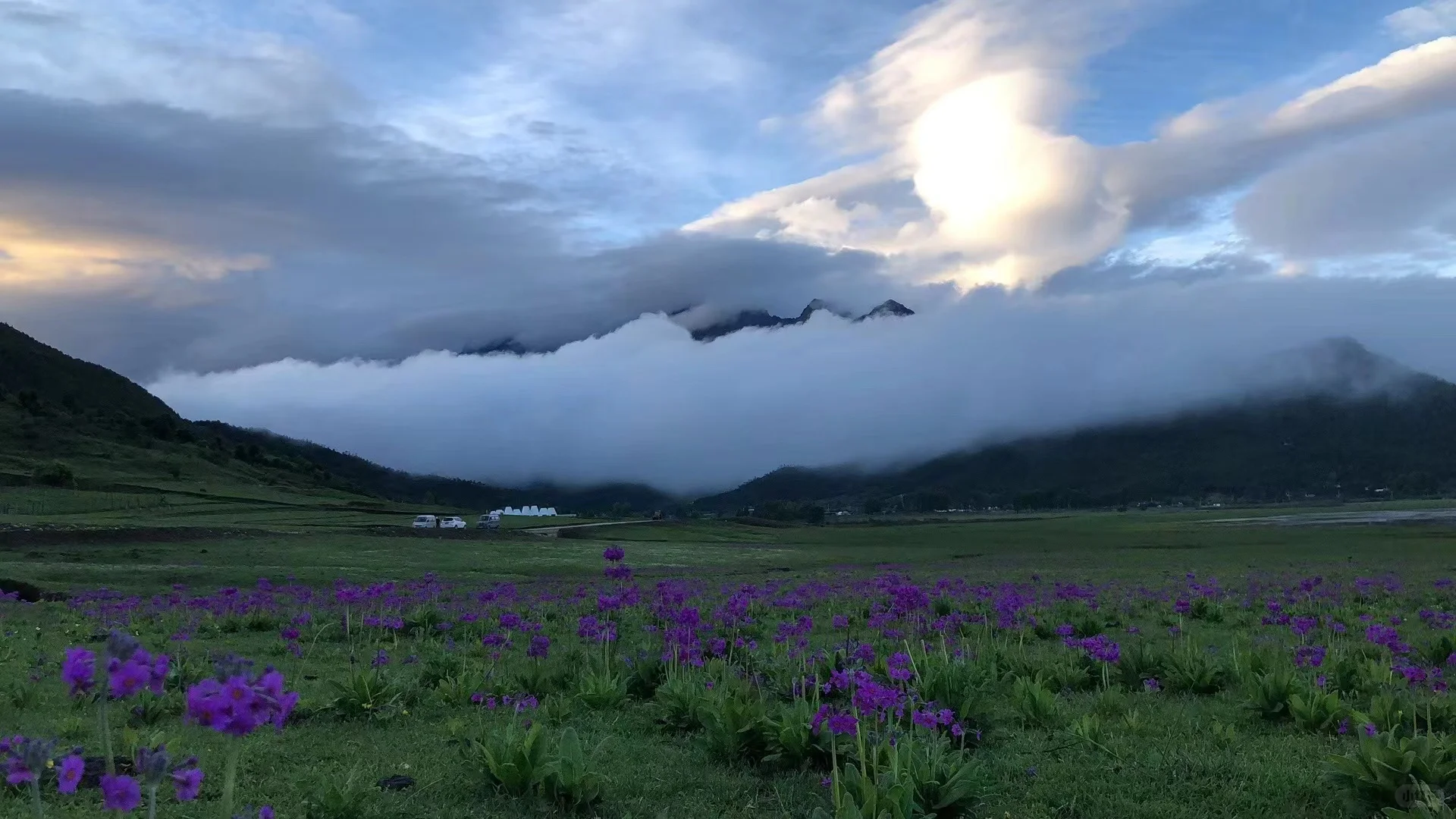 高杆报春 云南