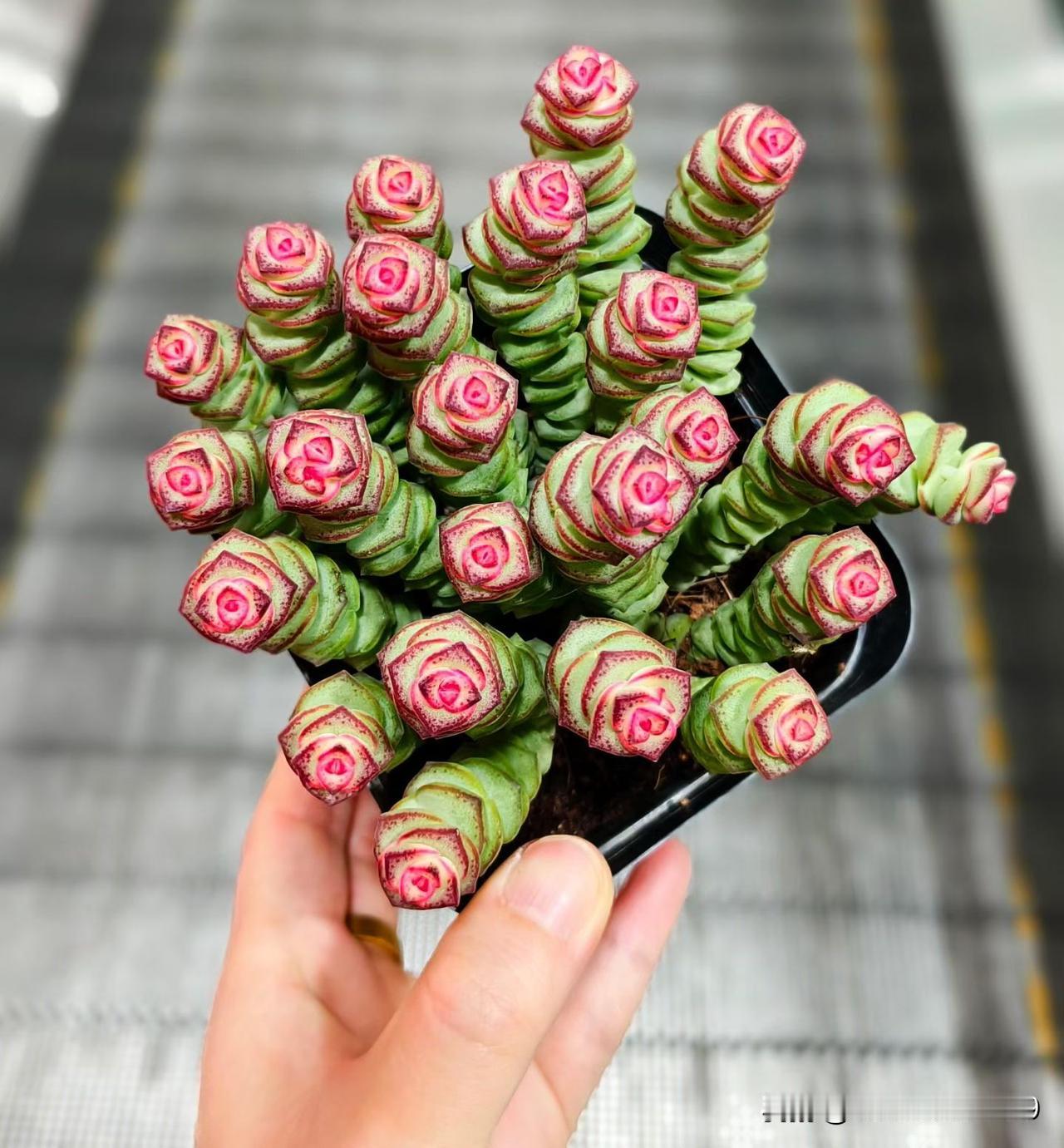 每日一图随手拍这个钱串子养的太好了，越看越喜欢，原来不是这个颜色的，养养着美翻天