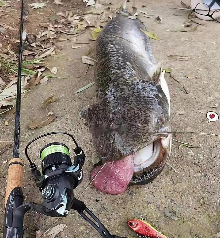 钓到一条吐舌头的大鱼，样子很丑！有谁知道这是什么鱼吗？