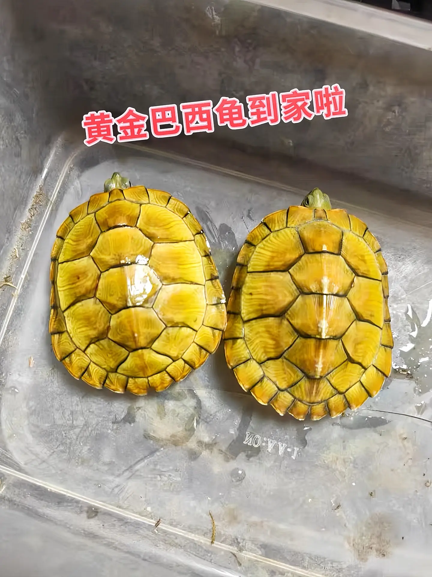 还在纠结养什么宠物？选黄金巴西龟就对了！它可是龟界颜值担当，金黄外壳自...