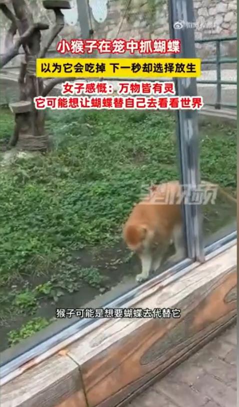 2026 年 8 月 31 日，据网友拍摄视频分享，黑龙江一处园区内出现一段治愈