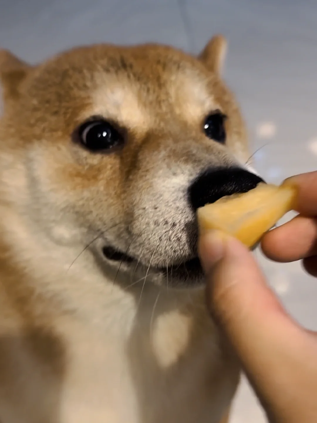 吃！瓜！