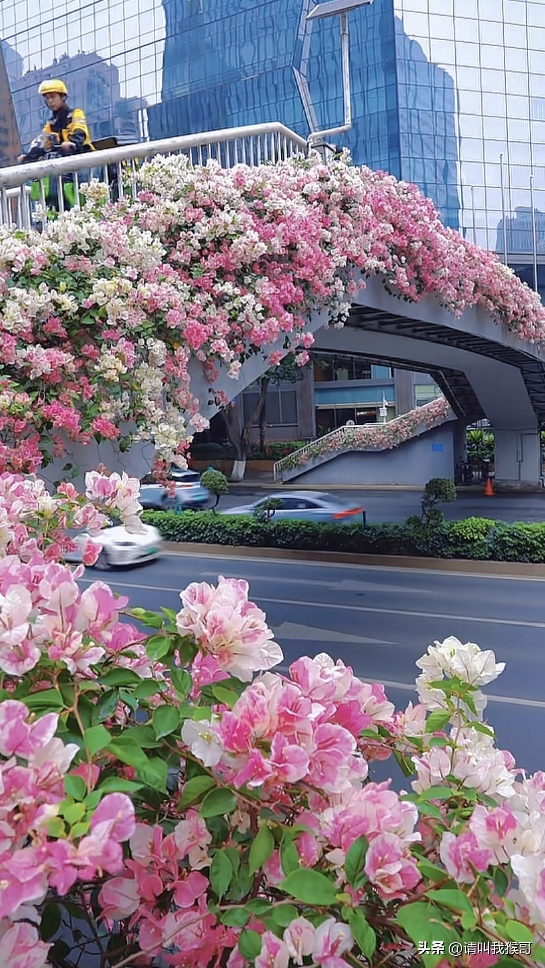 广州三月的天桥真的太美啦！！