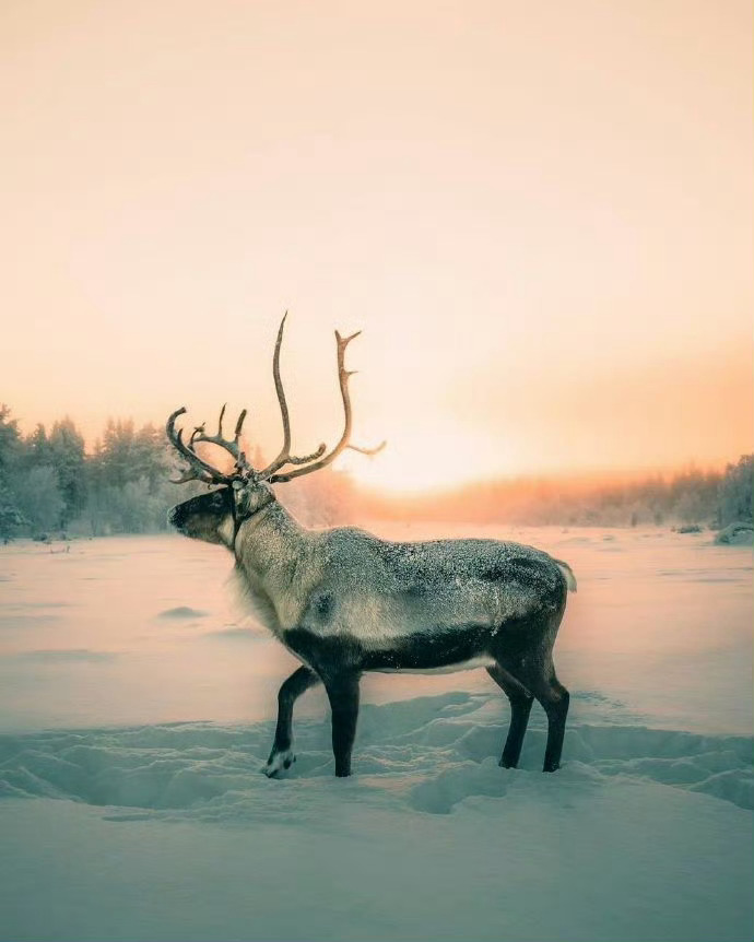 芬兰，世纪大雪里的森林小木屋。 