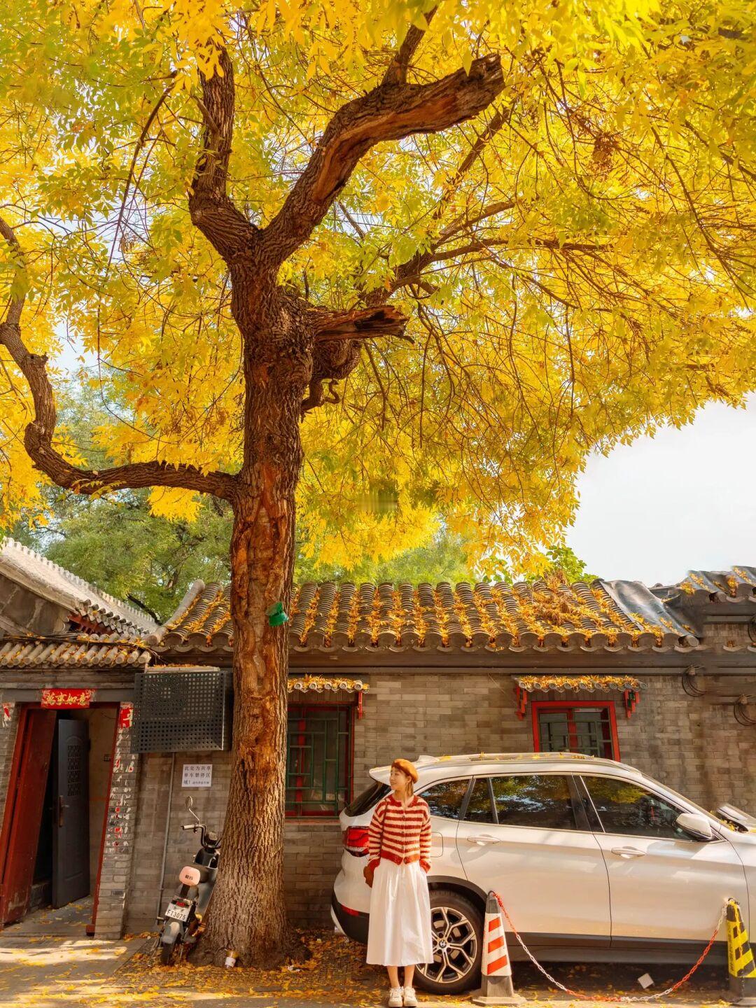 来感受老舍笔下的北平之秋吧🍂北锣鼓巷❗️