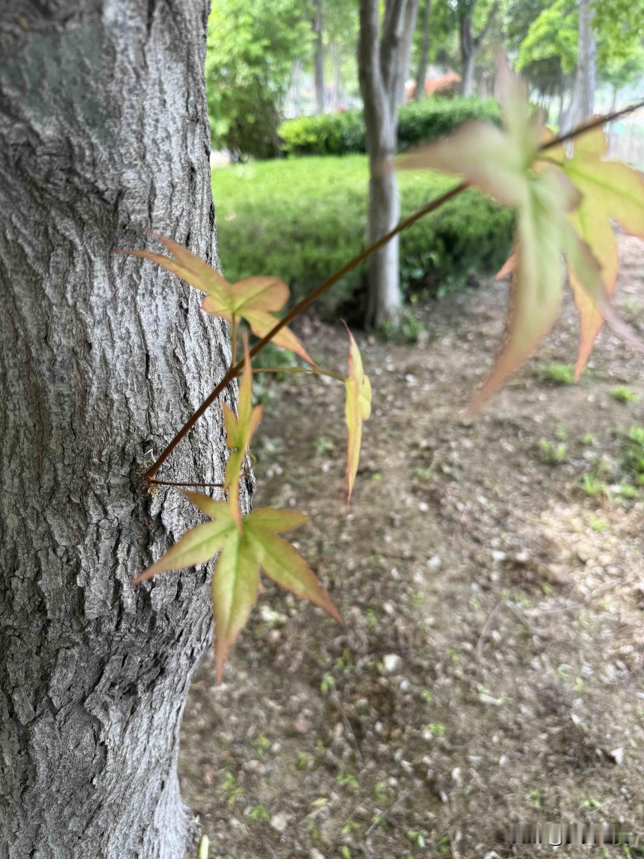 【小对联】
上：……？
下：洋枪。