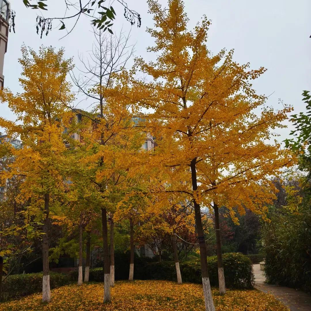 今年最后的一片黄叶就要落下了
不久冰雪就会覆盖大地
有人就会出来喊
快看快看
真