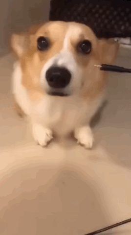 充电基[doge]