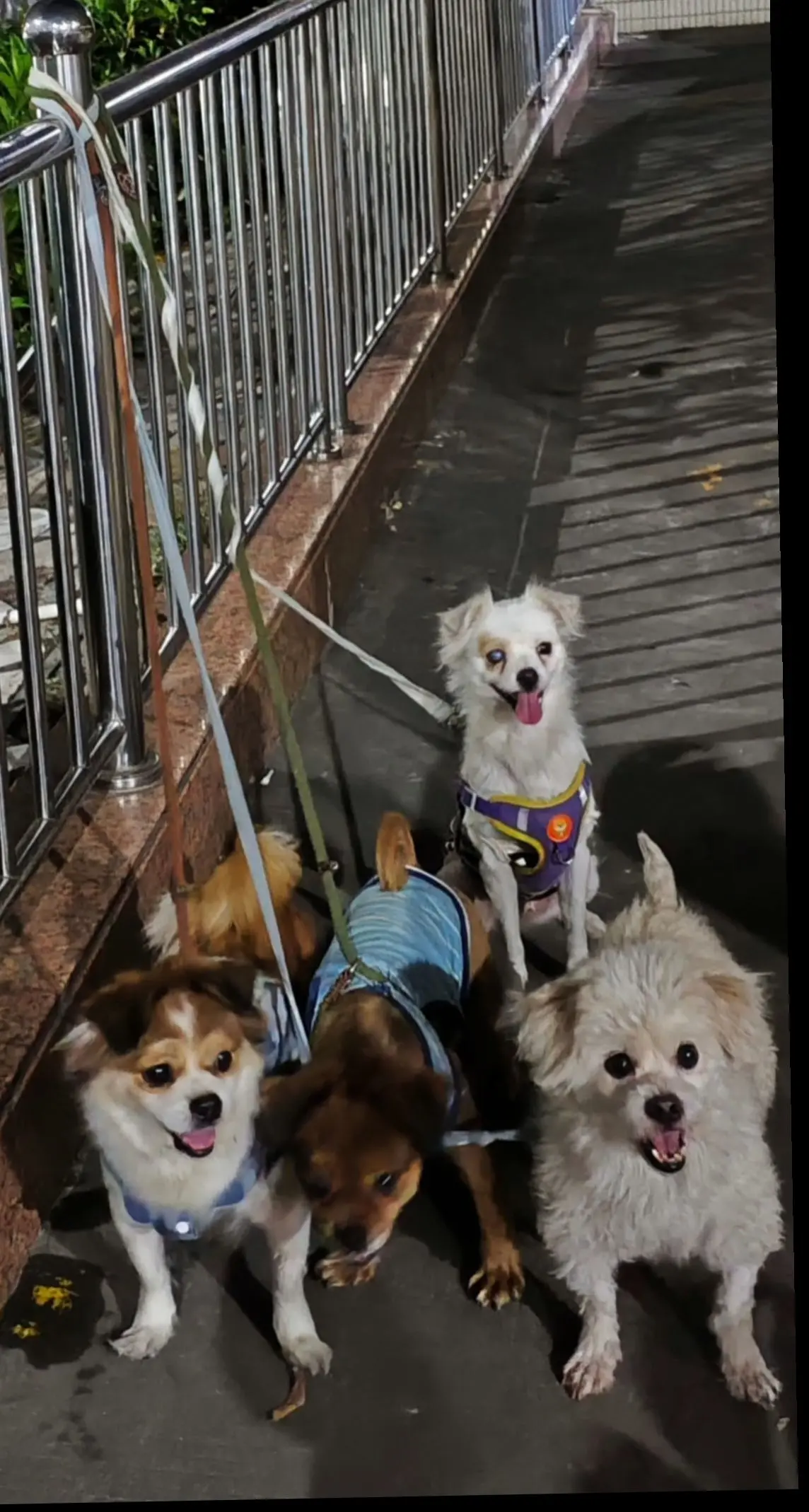 流浪不是猫狗的错，希望见到给口饭🙏不爱请别伤害；领养代替购买。 绝大...