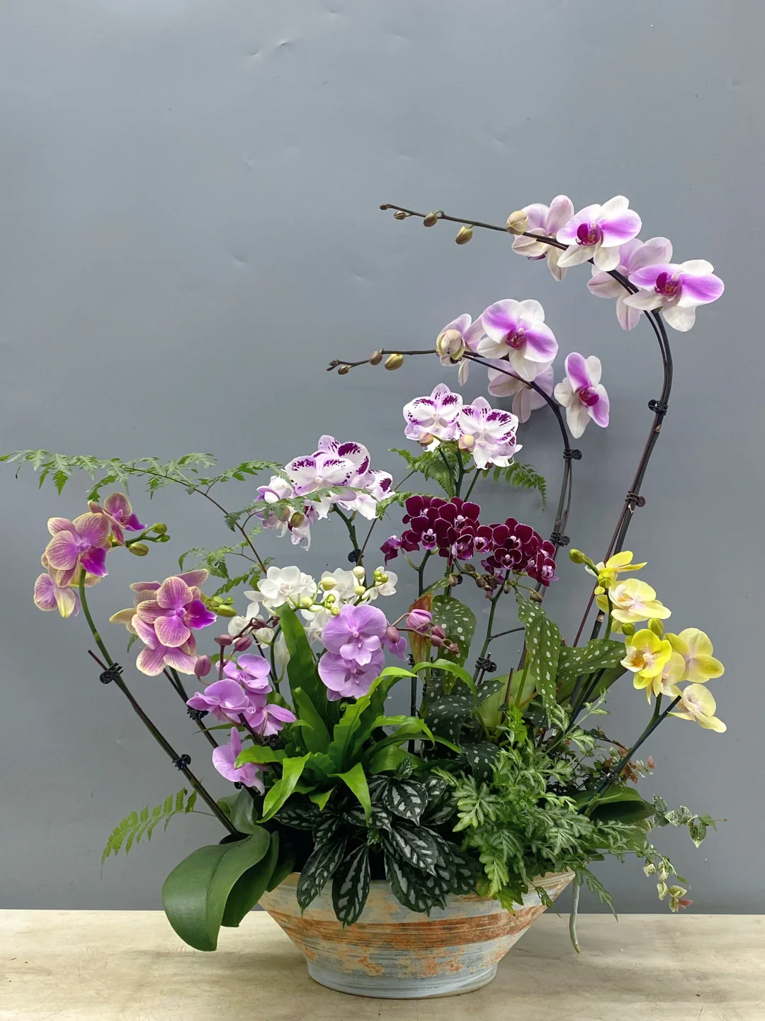 每日做一款与众不同的兰花No.323