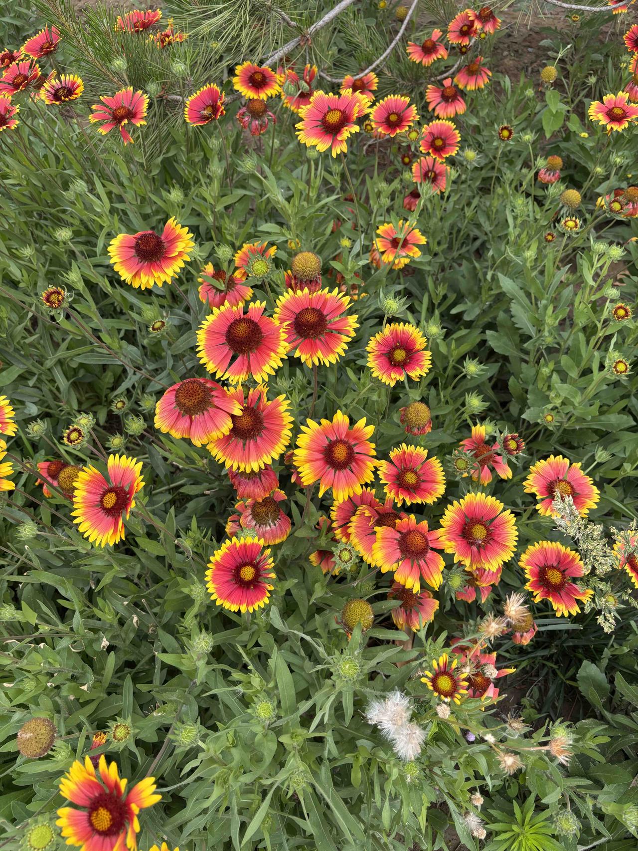 看看你拍的菊花这个季节，公园最多的就是这种小菊花，菊花的花期很长，能在仲夏的几个