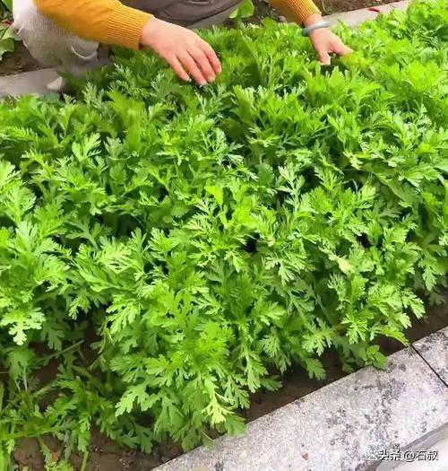 抓紧种植这几类蔬菜，要不然就来不及啦
昨天是中秋，也是秋分第三天，早上空气格外凉