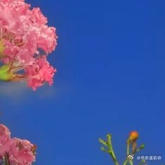 0000紫薇花  1. 栽培方式：园土+腐叶土+粗沙，普通疏松透气土；木质乔木根
