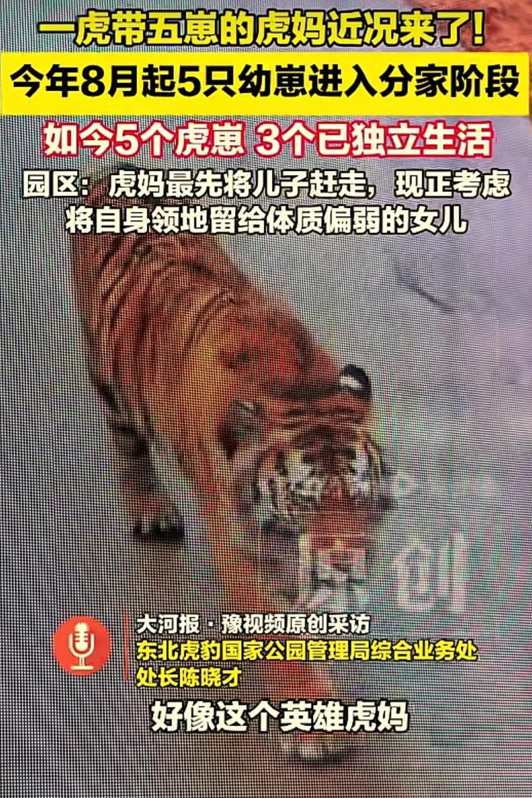 在吉林的东北虎繁育基地周边山林，一只6岁的雌性东北虎，独自带着5只虎崽生活。一晃