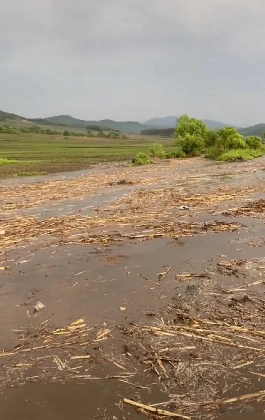 河北涿州一场大雨后，农业专家李昌平说:以后谁不允许烧秸秆，谁就负责回收秸秆、处理